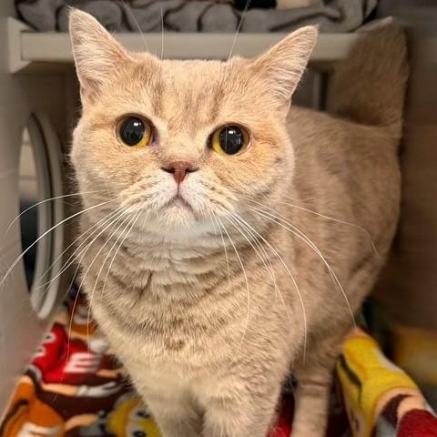 Jess, Adoptable, Adult Female British Shorthair.