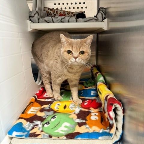 Enlarge Jess, a Adoptable British Shorthair in New Westminster, BC image 2/2