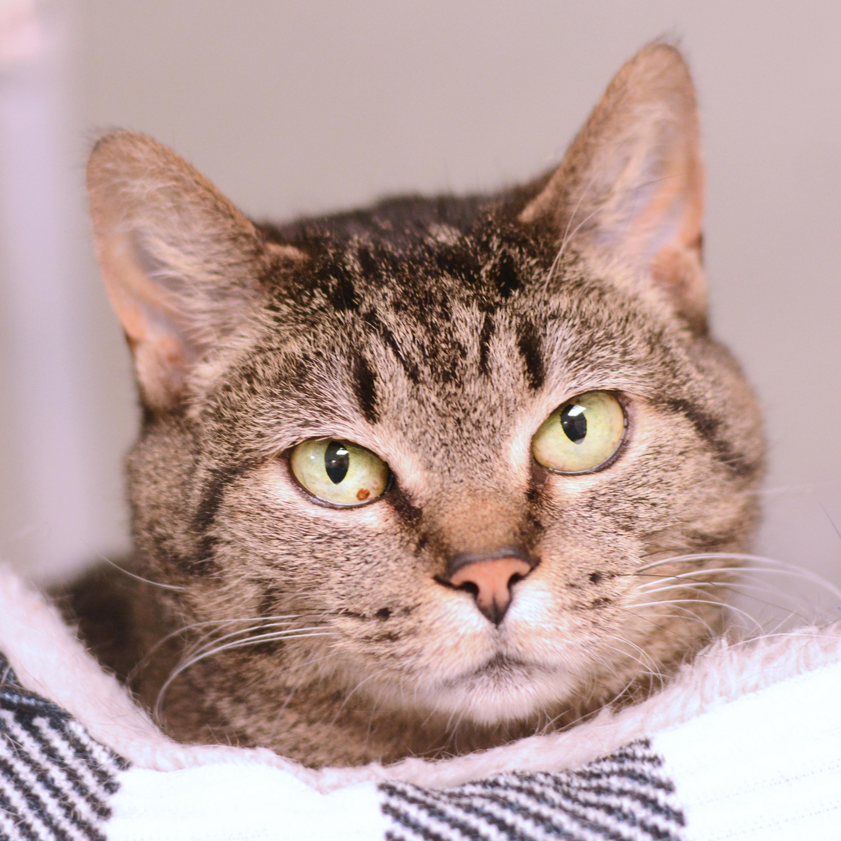 Enlarge Tigger, a ADOPTABLE Domestic Short Hair in Amsterdam, NY image 1/1