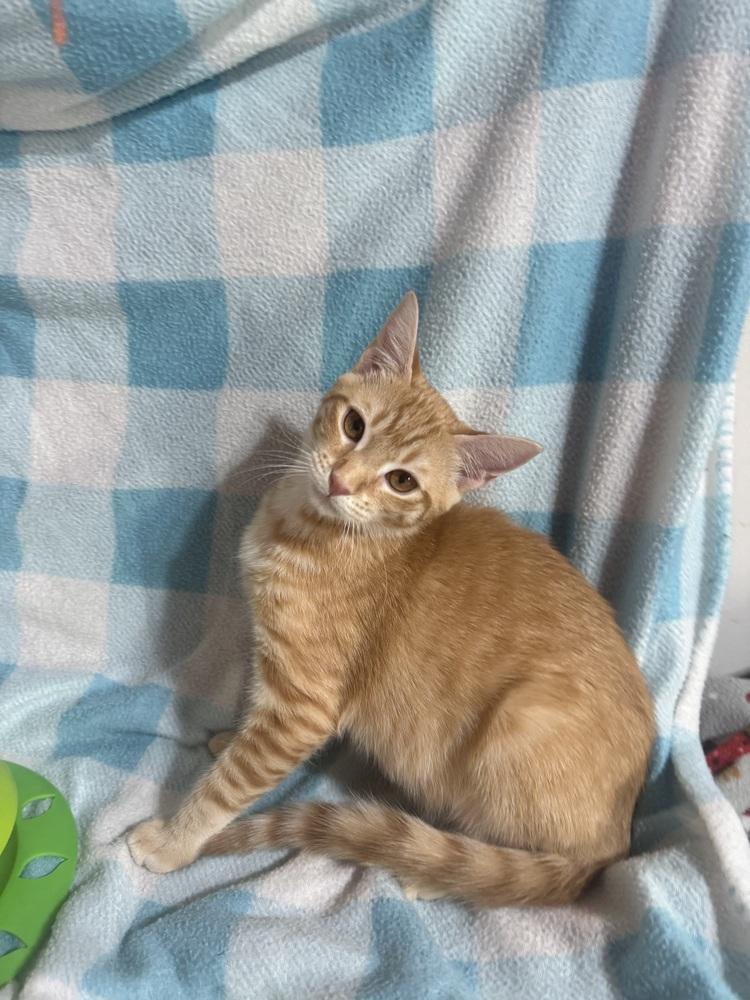 Prairie Pearl, Adoptable, Kitten Female Domestic Short Hair.