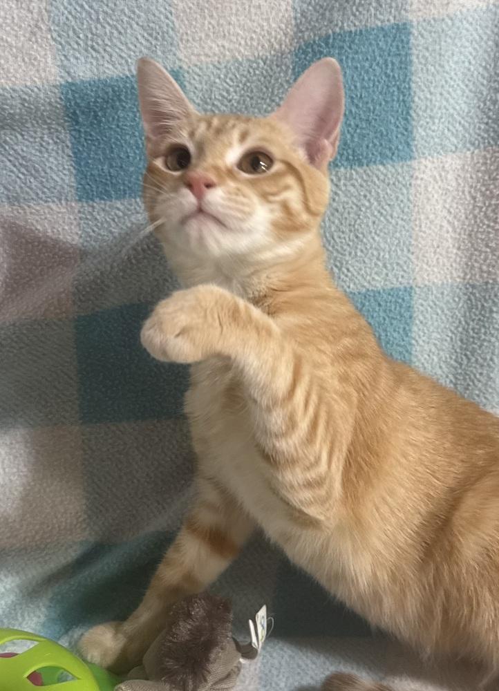 Enlarge Prairie Pearl, a Adoptable mixed breed in Jackson, GA image 2/6