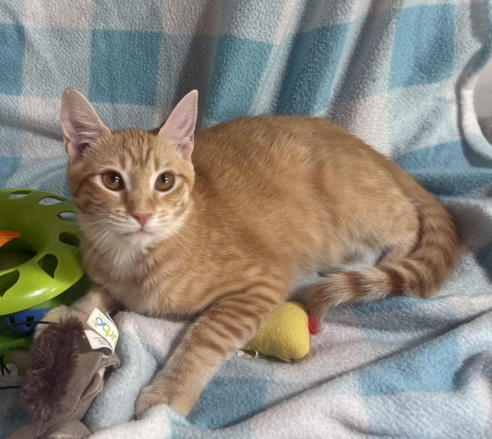 Enlarge Prairie Pearl, a Adoptable mixed breed in Jackson, GA image 3/6