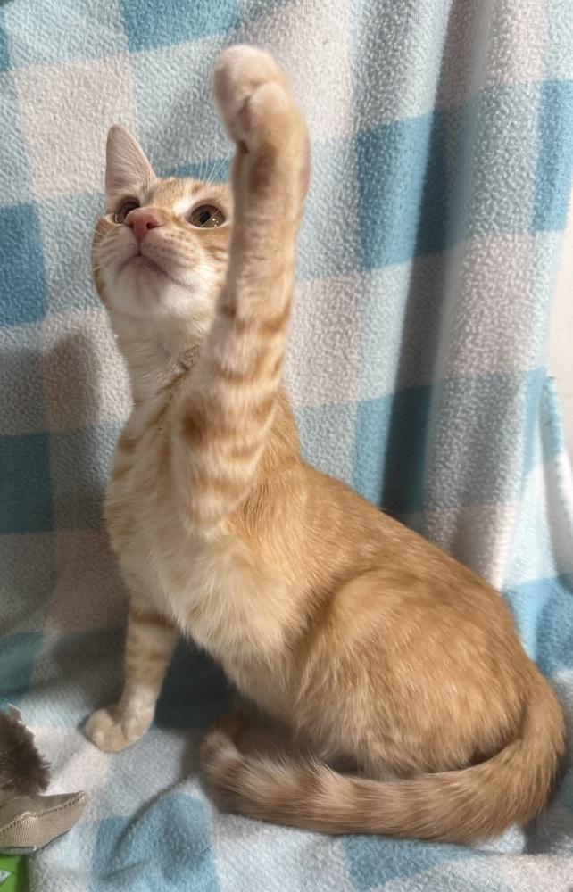 Enlarge Prairie Pearl, a Adoptable mixed breed in Jackson, GA image 5/6