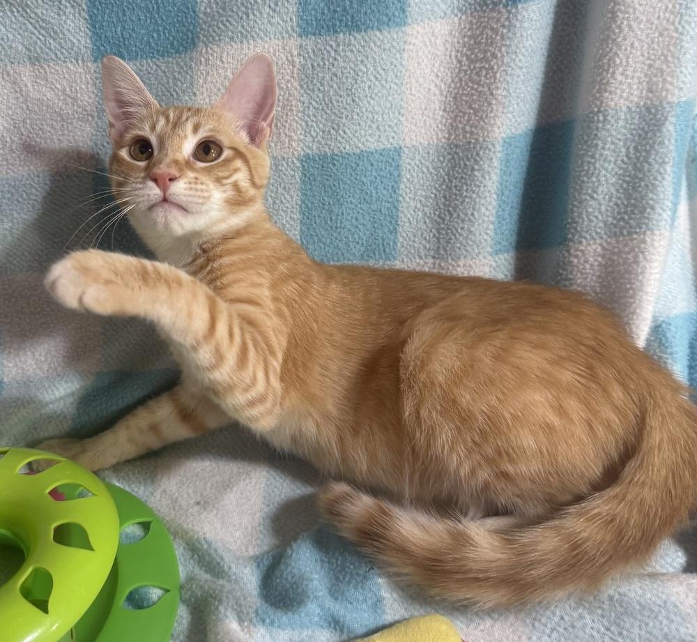 Enlarge Prairie Pearl, a Adoptable mixed breed in Jackson, GA image 6/6