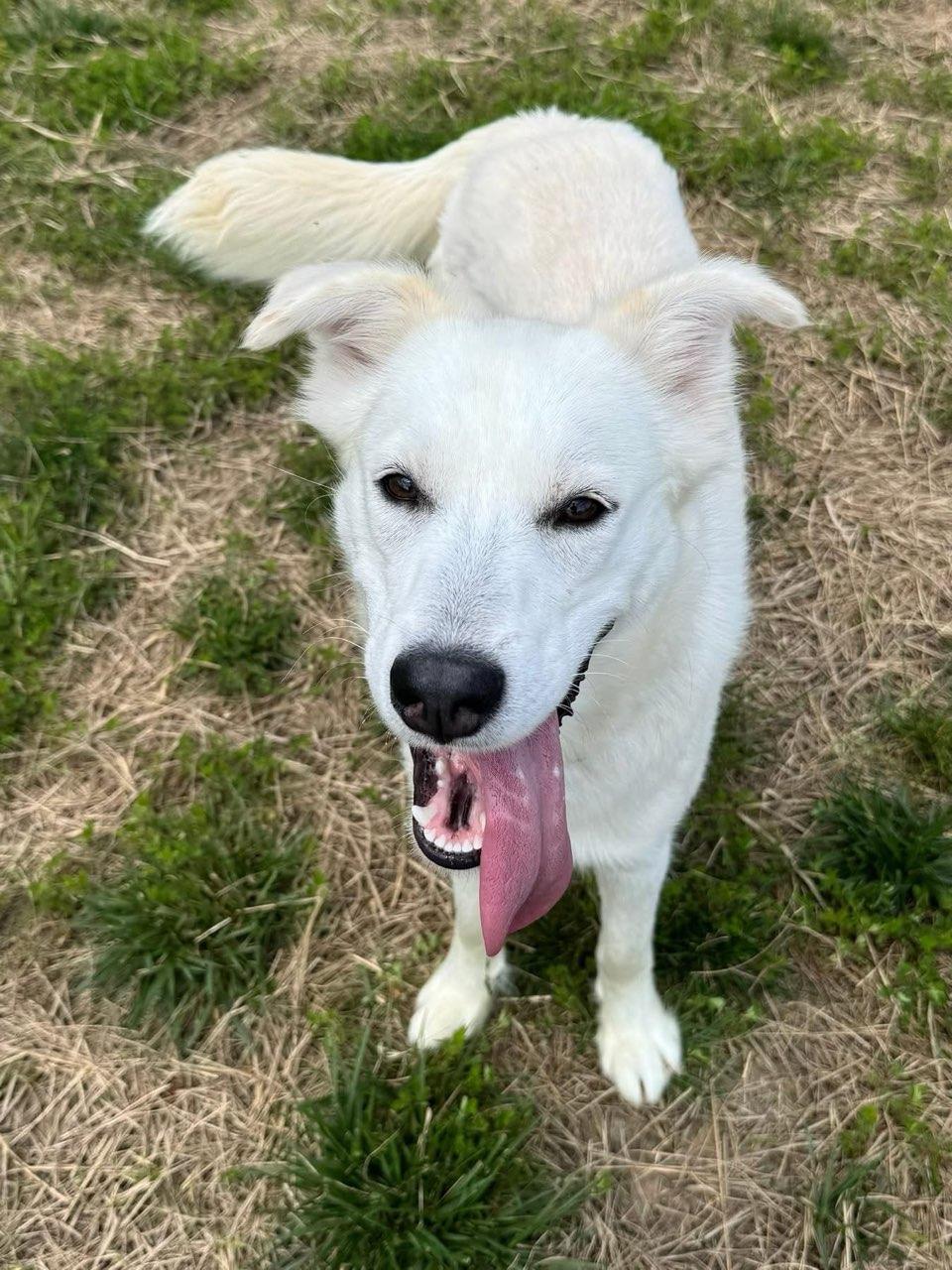 Loki (ID 51601), a ADOPTABLE Husky in Manassas, VA image 1/2