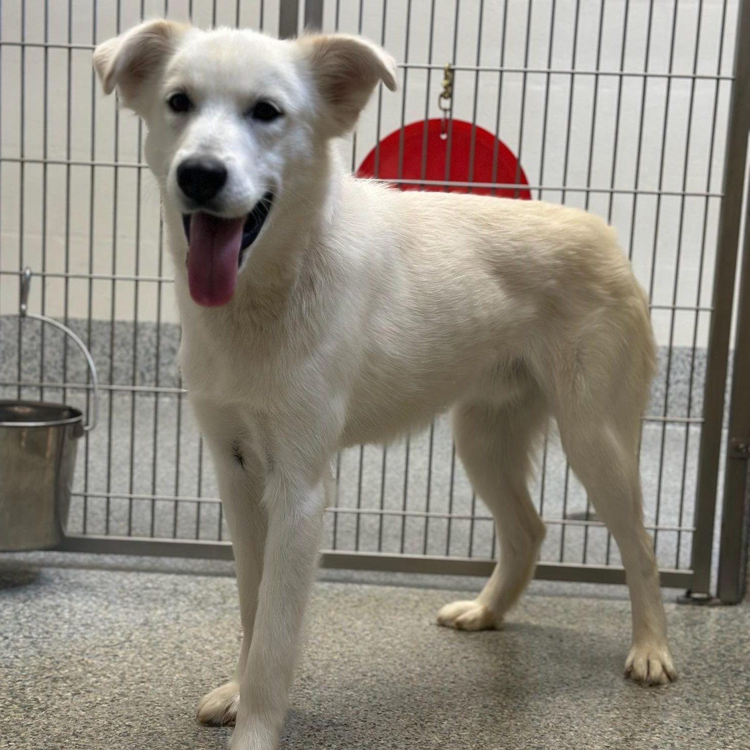 Loki (ID 51601), a ADOPTABLE Husky in Manassas, VA image 2/2