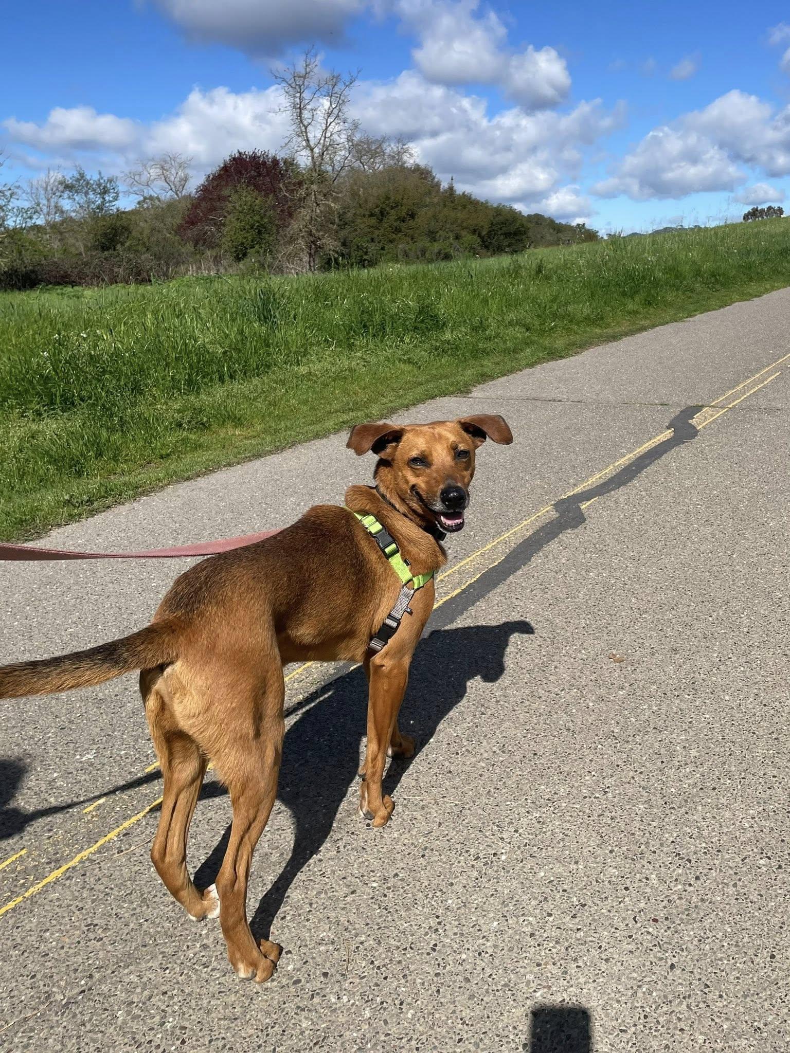 Henry, an adoptable mixed breed in Santa Rosa, CA image 4/4
