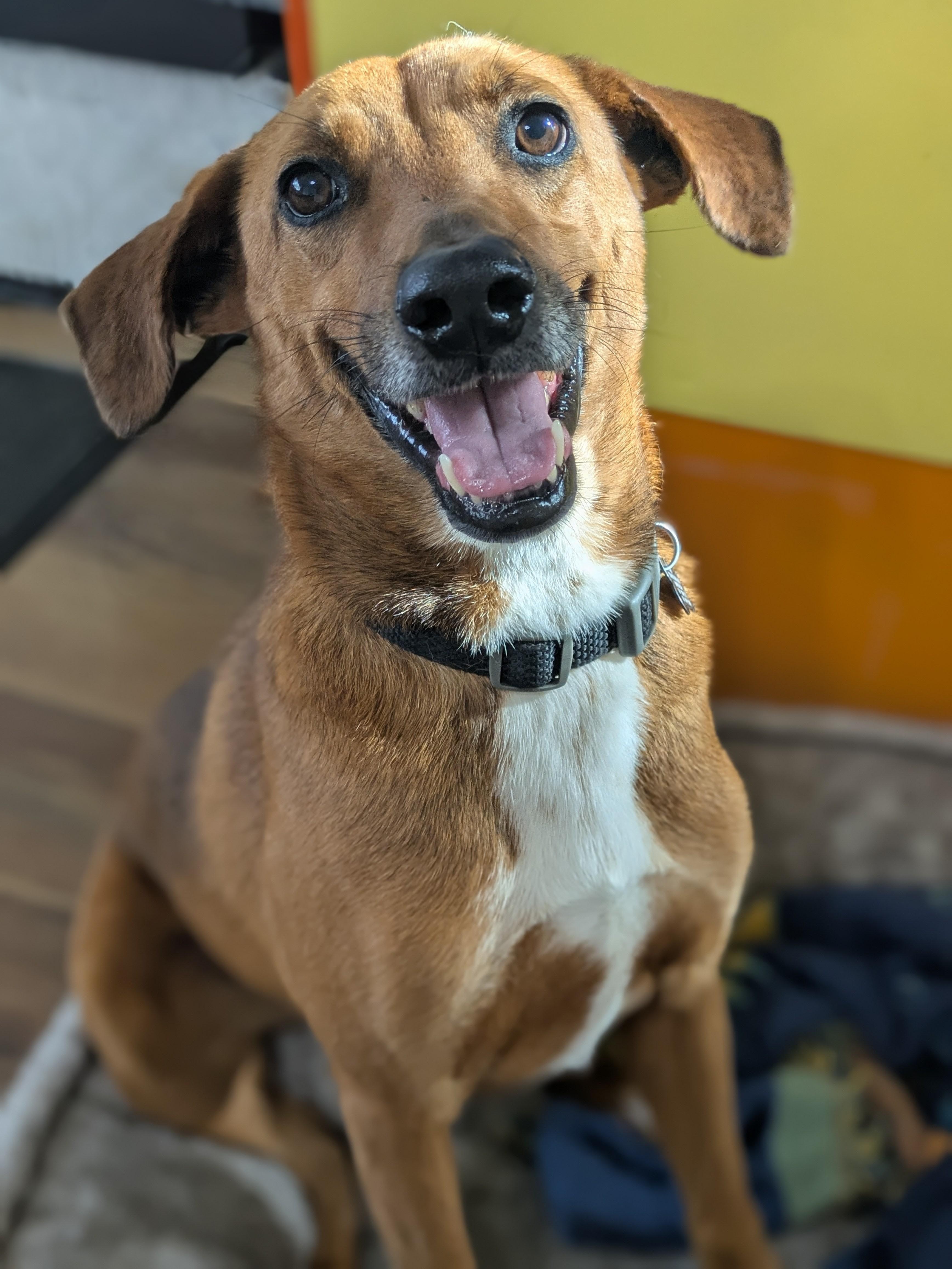 Henry, ADOPTABLE, Senior Male Terrier & Labrador Retriever.