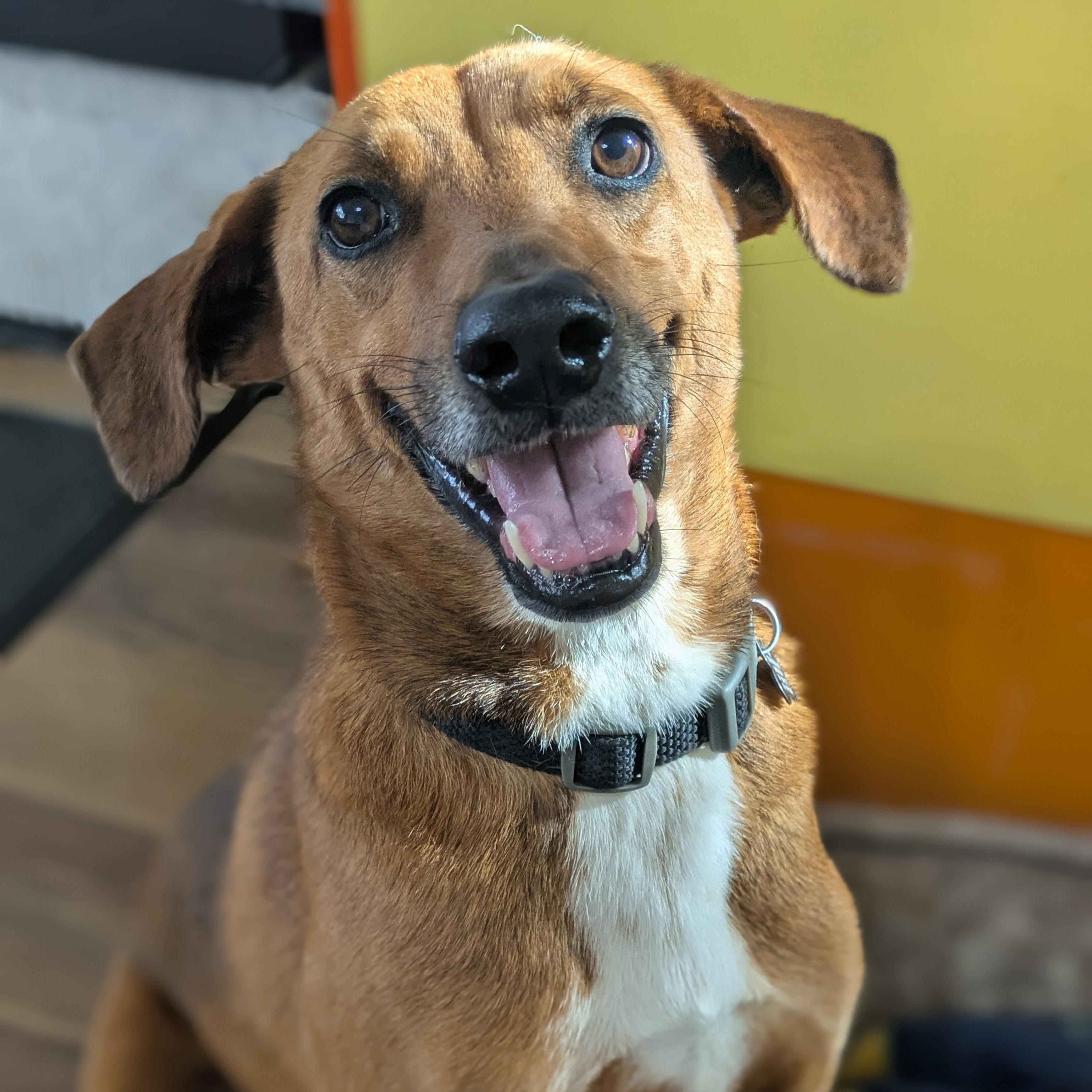 Henry, an adoptable mixed breed in Santa Rosa, CA image 1/4