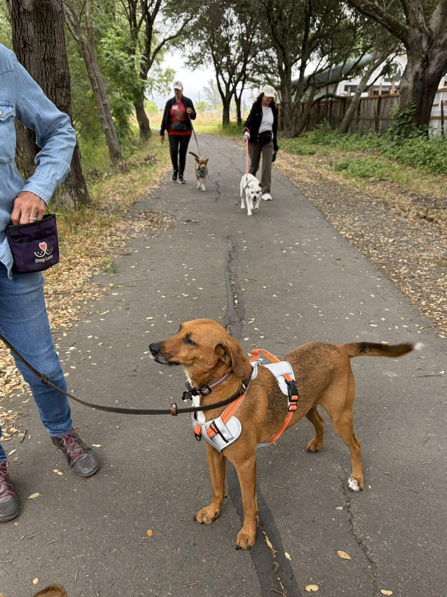 Henry, an adoptable mixed breed in Santa Rosa, CA image 3/4