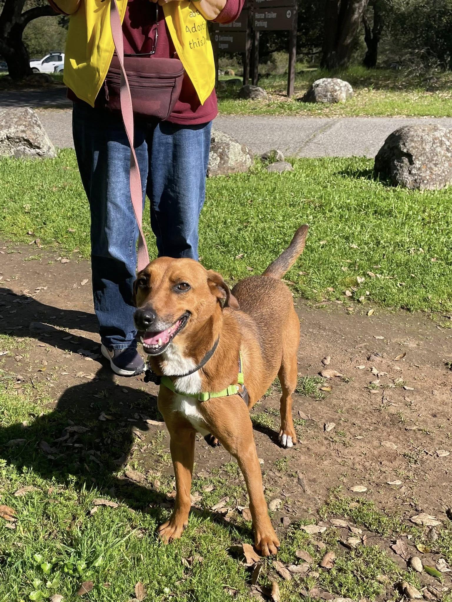 Henry, an adoptable mixed breed in Santa Rosa, CA image 2/4