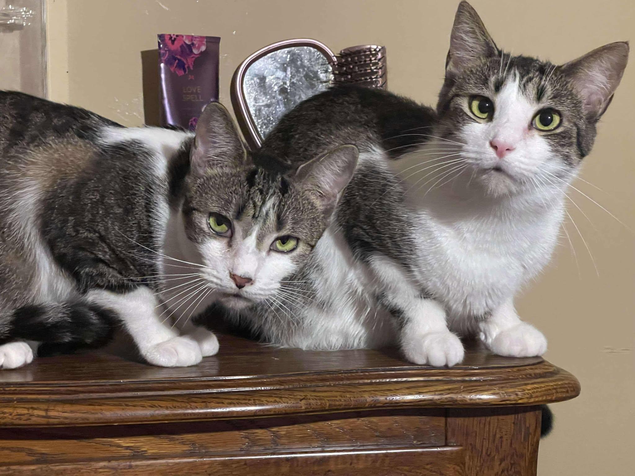 Day-day & Night-night, a Adoptable American Shorthair in Charlotte, NC image 1/3