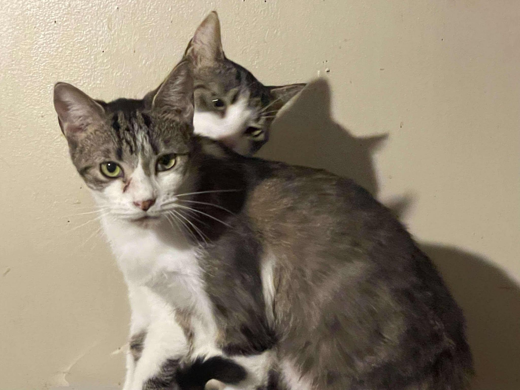 Day-day & Night-night, a Adoptable American Shorthair in Charlotte, NC image 2/3