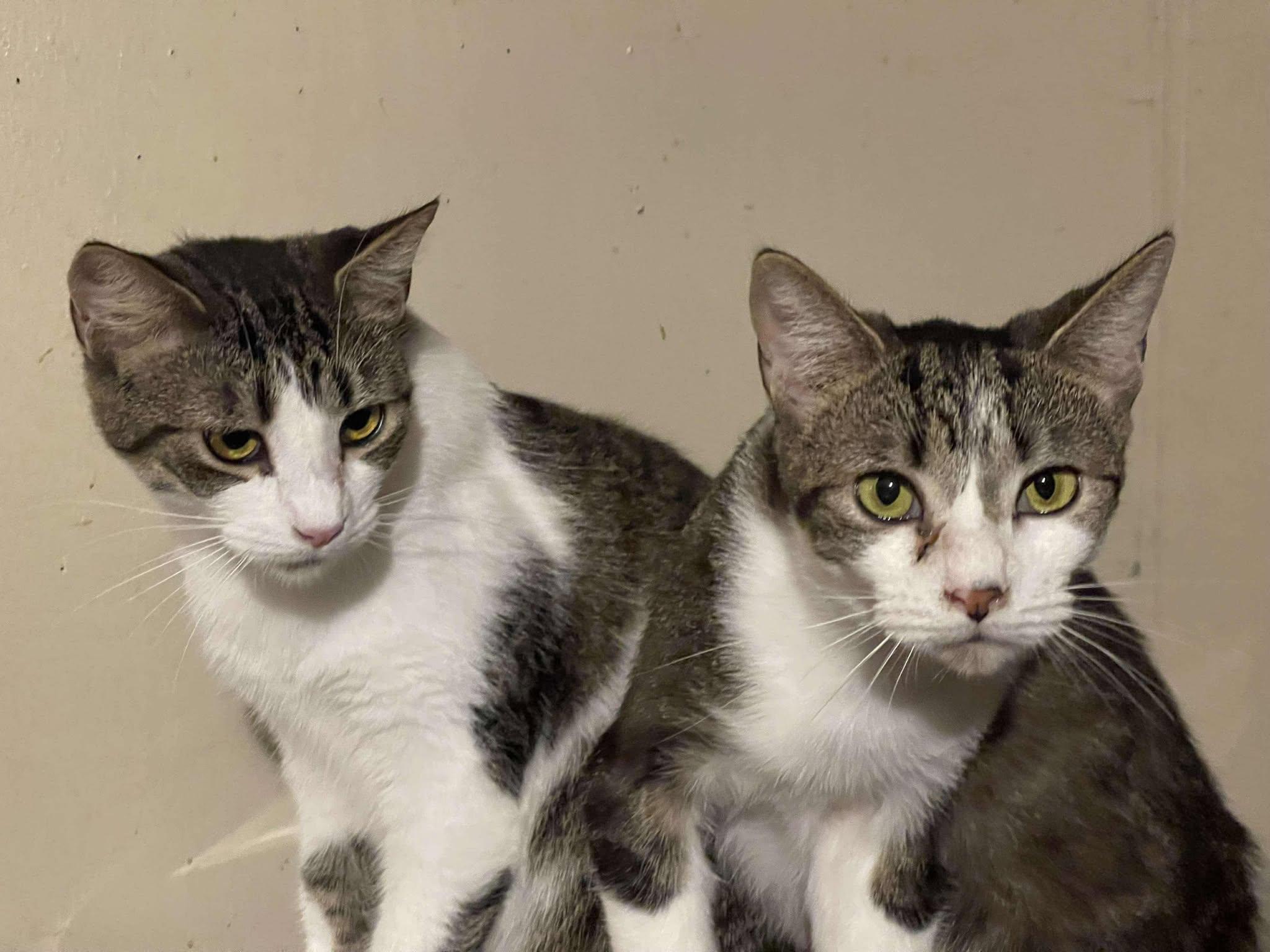 Day-day & Night-night, a Adoptable American Shorthair in Charlotte, NC image 3/3