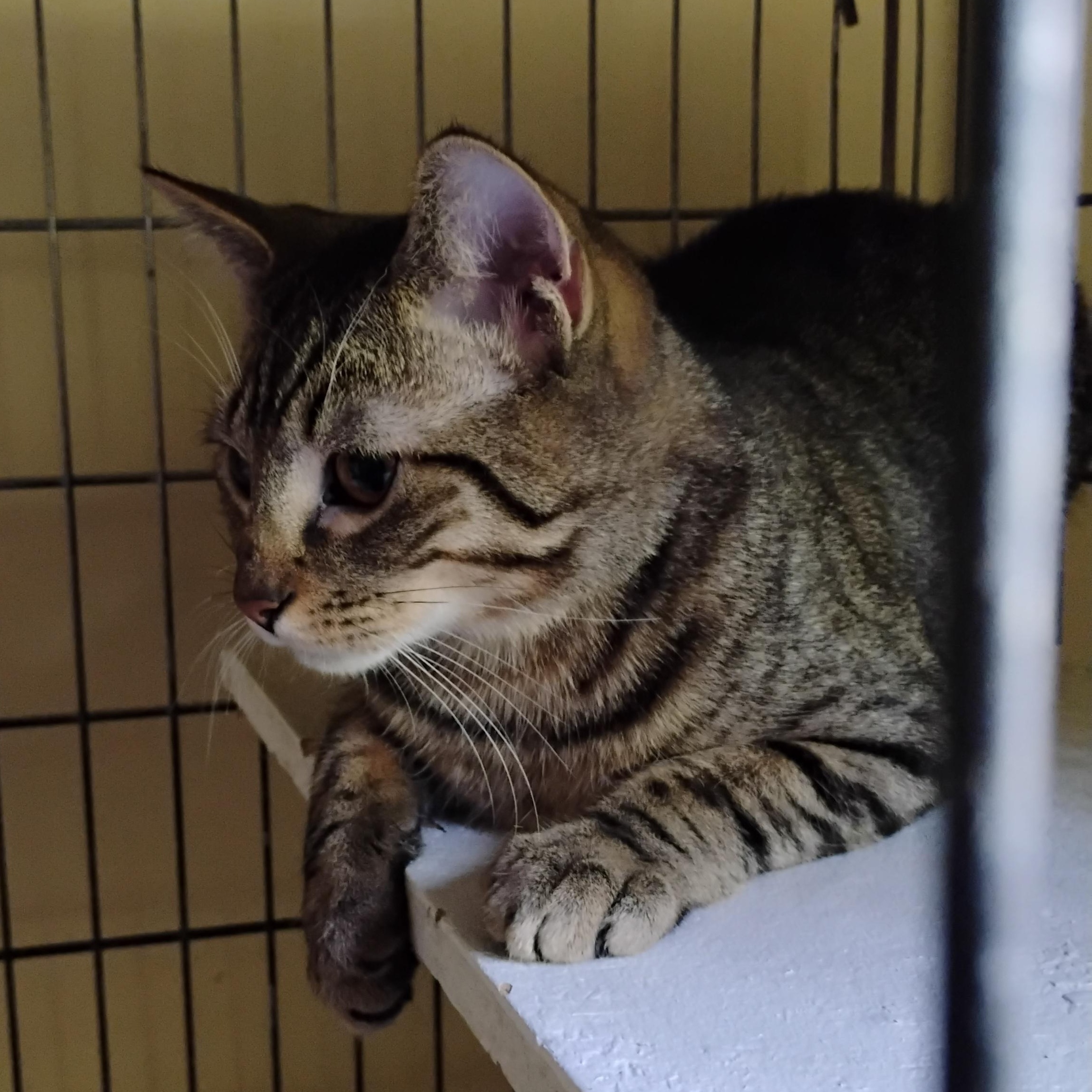 Louie, Adoptable, Young Male Domestic Short Hair.