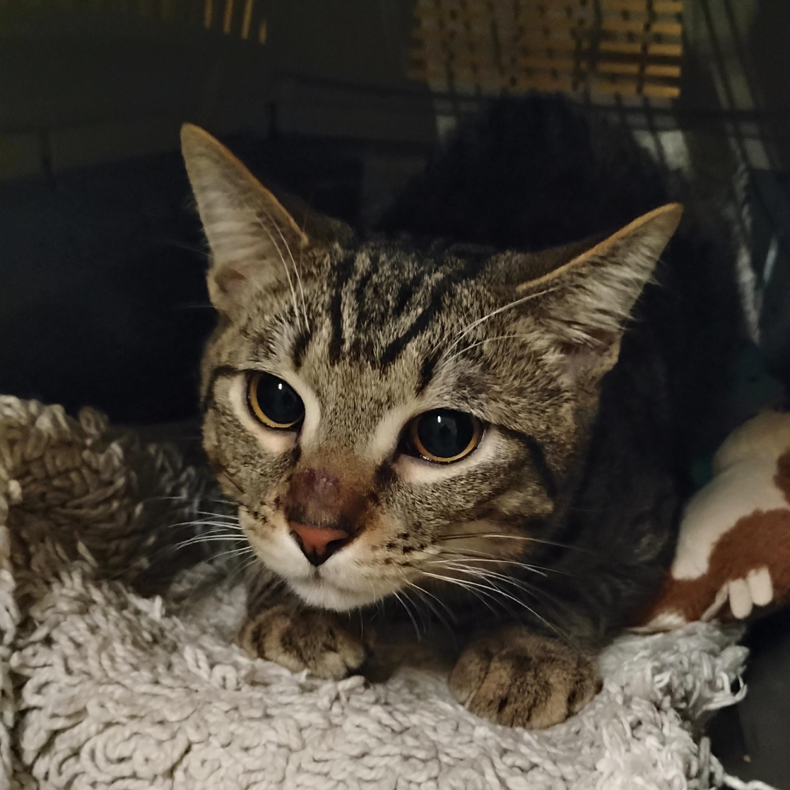 Enlarge Louie, a Adoptable Domestic Short Hair in Rochester, NY image 4/6