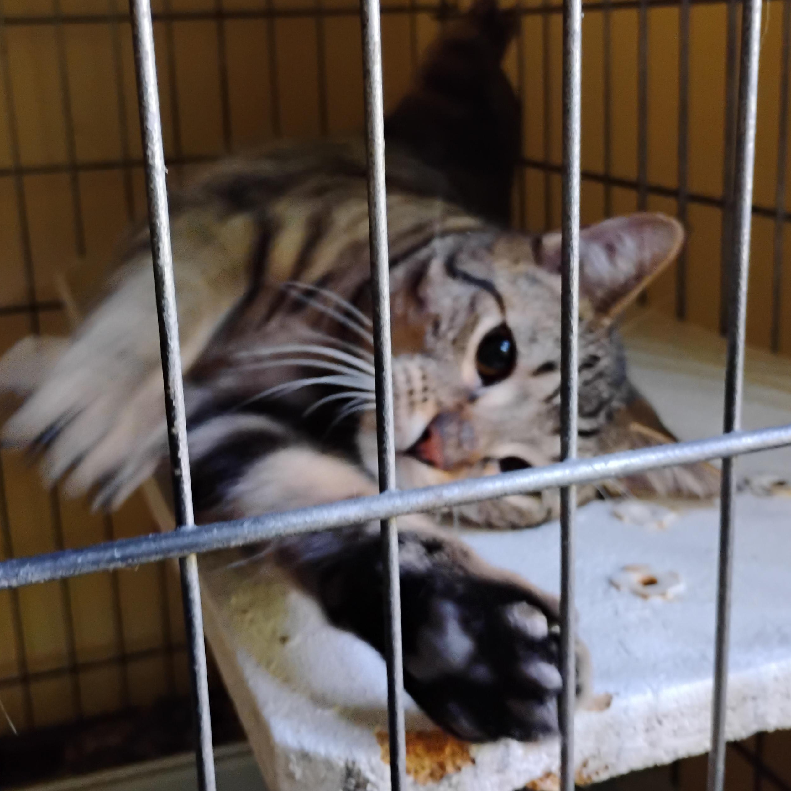 Enlarge Louie, a Adoptable Domestic Short Hair in Rochester, NY image 3/6