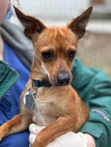 Mickie, a Adoptable mixed breed in Thompson Falls, MT image 2/2
