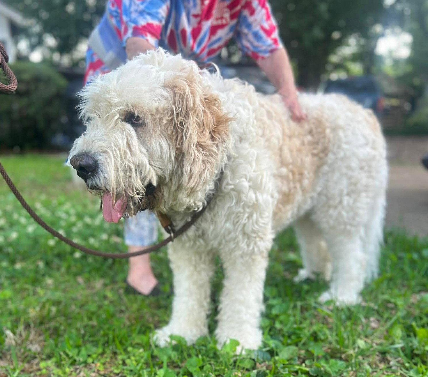 Enlarge Tobie MGO in MS MEDICAL HOLD, a Adoptable mixed breed in Warwick, RI image 1/3