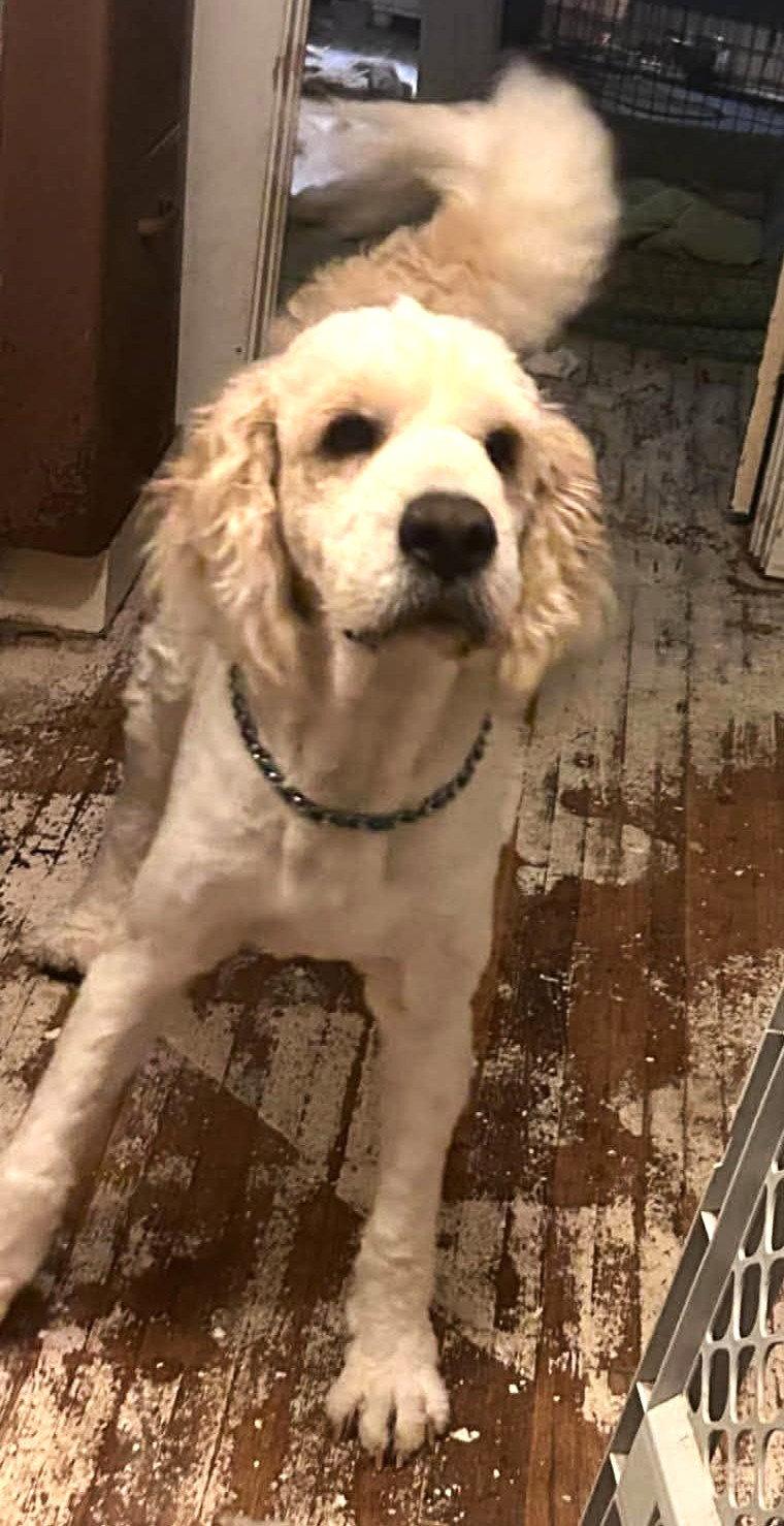 Enlarge Tobie MGO in MS MEDICAL HOLD, a Adoptable mixed breed in Warwick, RI image 2/3