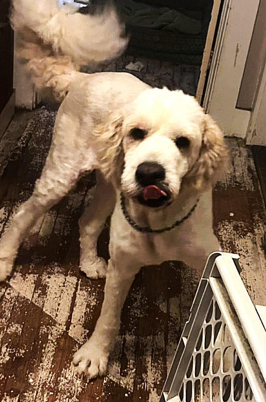 Enlarge Tobie MGO in MS MEDICAL HOLD, a Adoptable mixed breed in Warwick, RI image 3/3