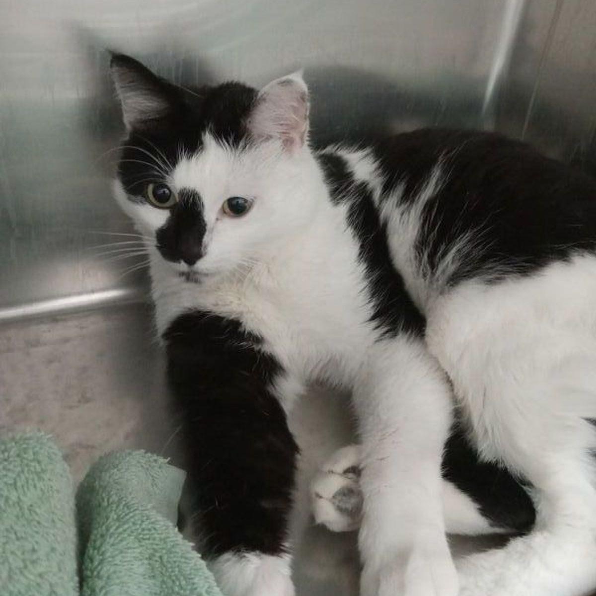 Vespera, Adoptable, Adult Female Domestic Short Hair.