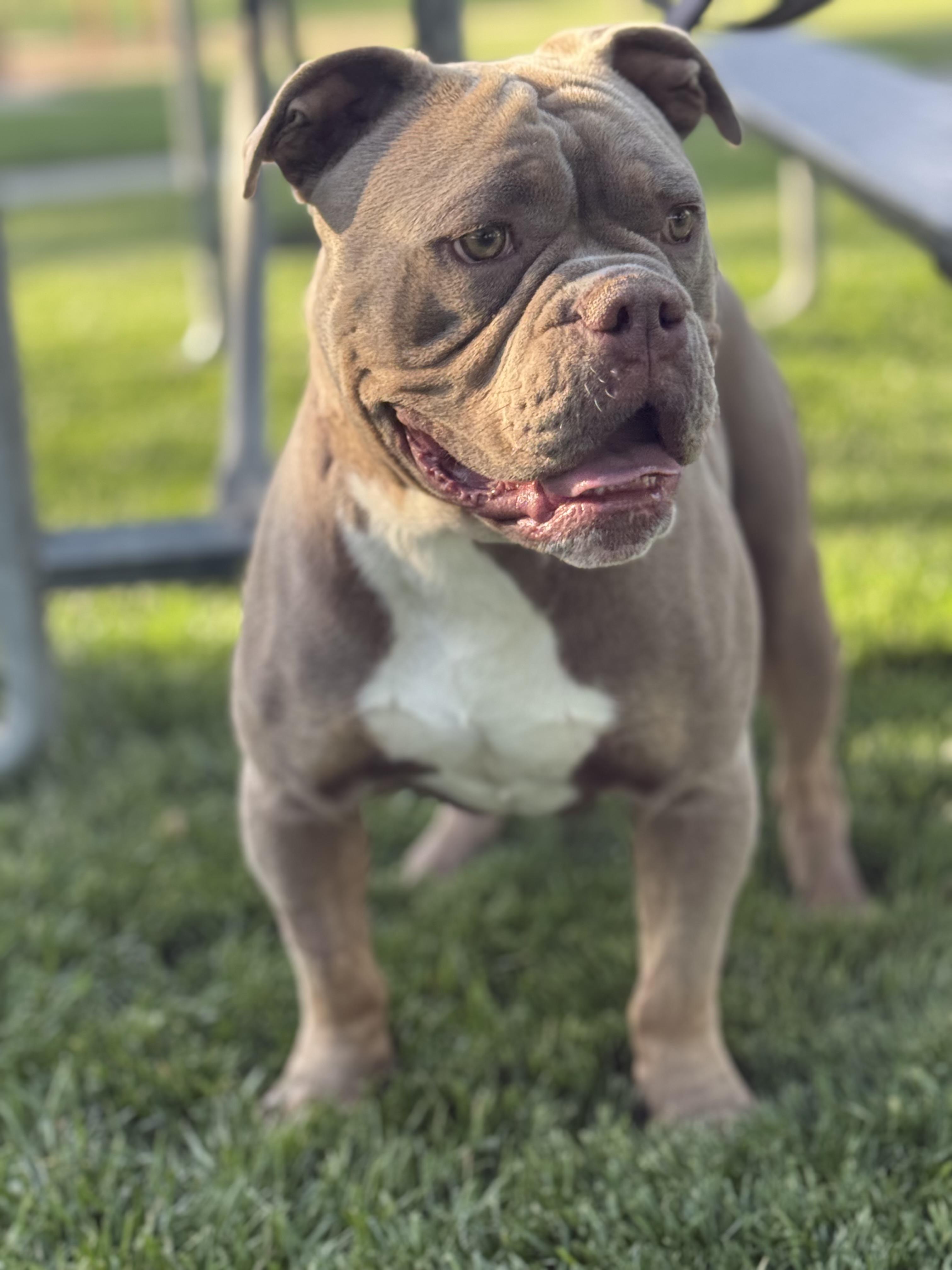 Enlarge Tater, a Adoptable mixed breed in Twin Falls, ID image 1/4