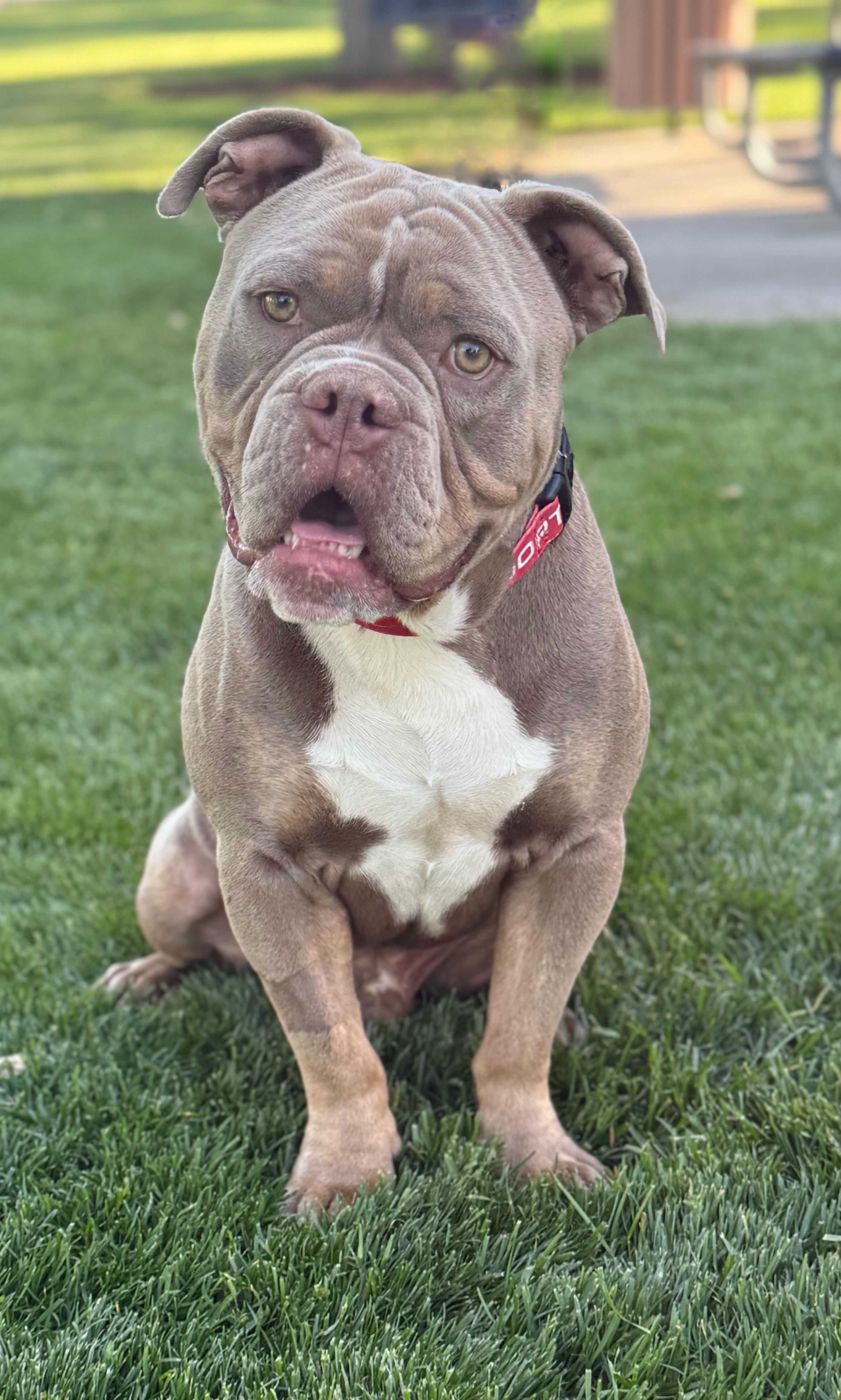 Enlarge Tater, a Adoptable mixed breed in Twin Falls, ID image 2/4