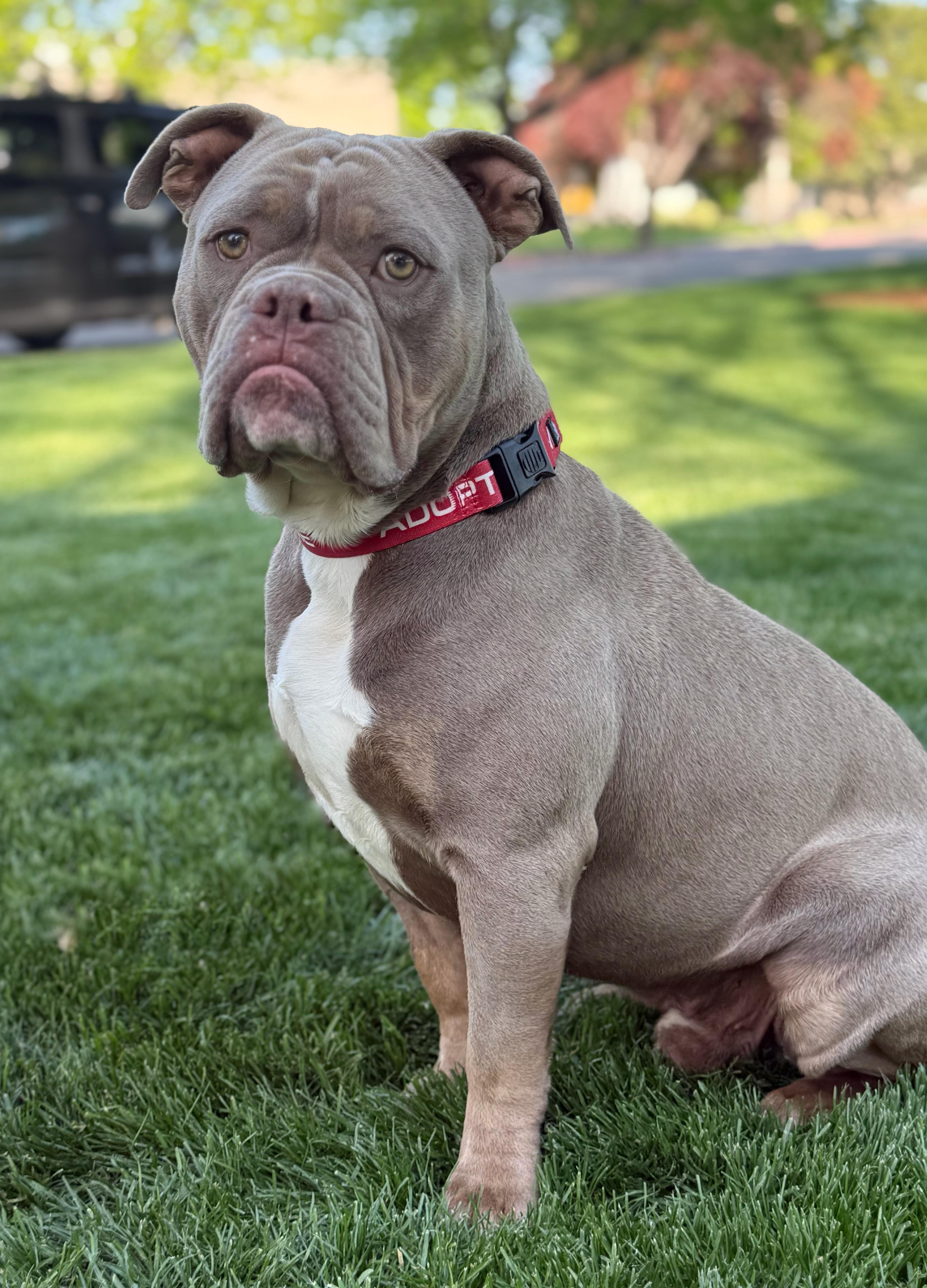 Enlarge Tater, a Adoptable mixed breed in Twin Falls, ID image 3/4