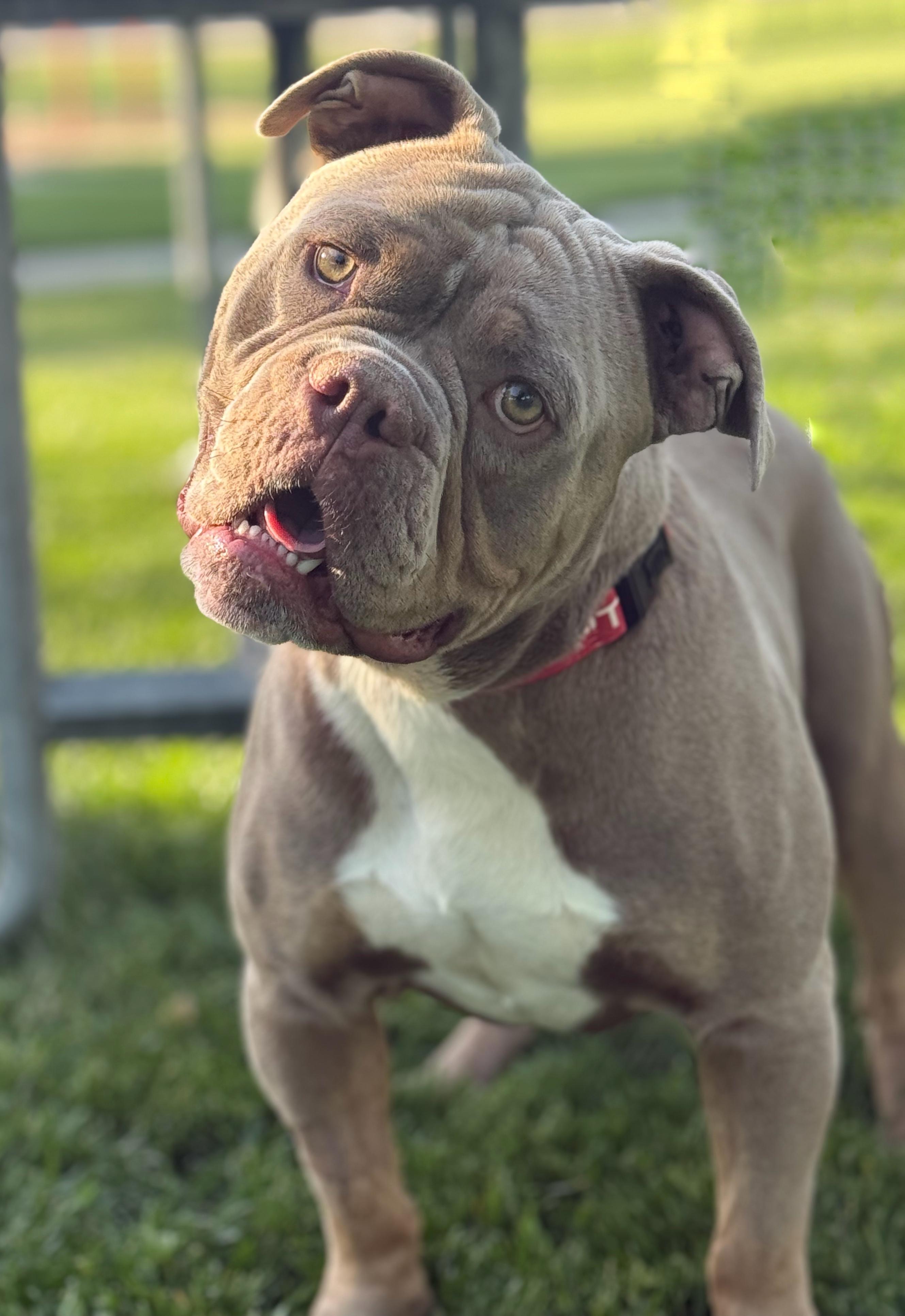 Enlarge Tater, a Adoptable mixed breed in Twin Falls, ID image 4/4