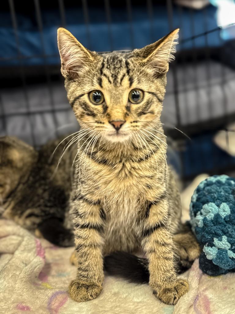 Enlarge Fastback, a Adoptable mixed breed in Calgary, AB image 1/4