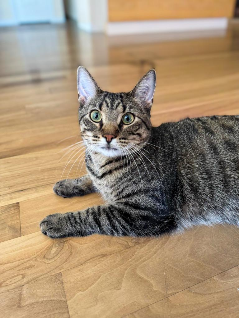 Fastback, a Adoptable mixed breed in Calgary, AB image 3/6
