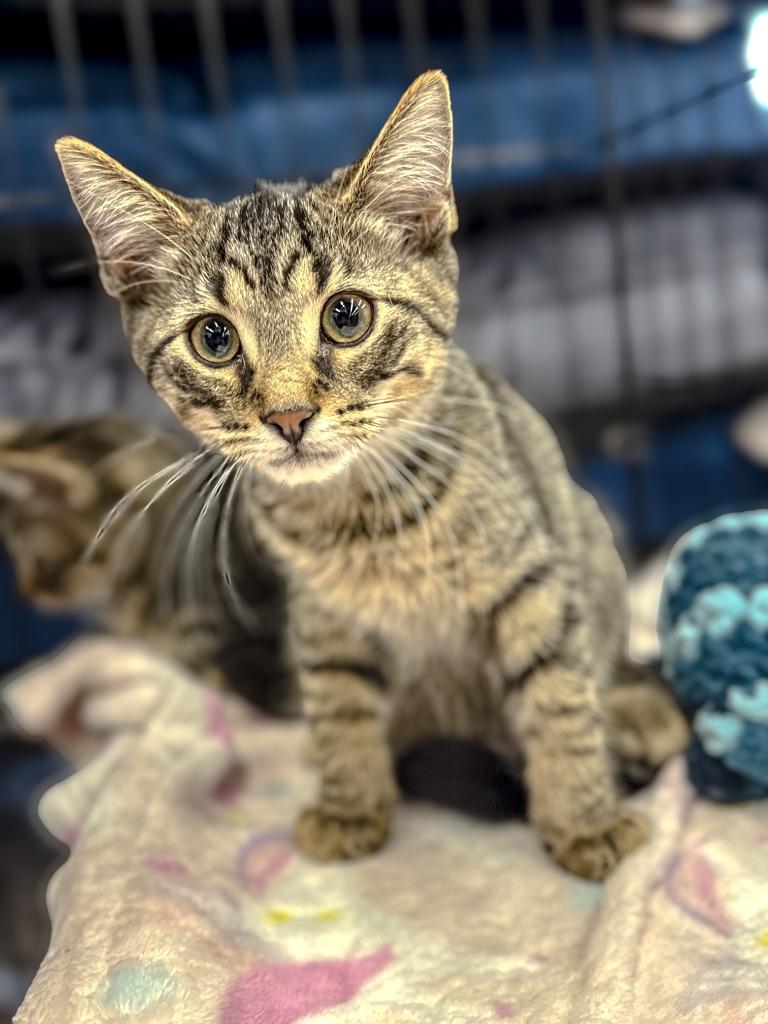 Enlarge Fastback, a Adoptable mixed breed in Calgary, AB image 2/4