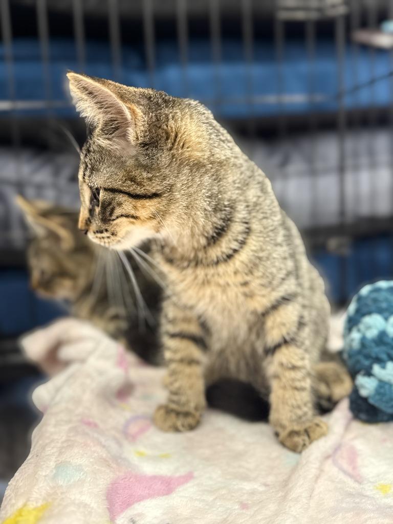 Enlarge Fastback, a Adoptable mixed breed in Calgary, AB image 3/4