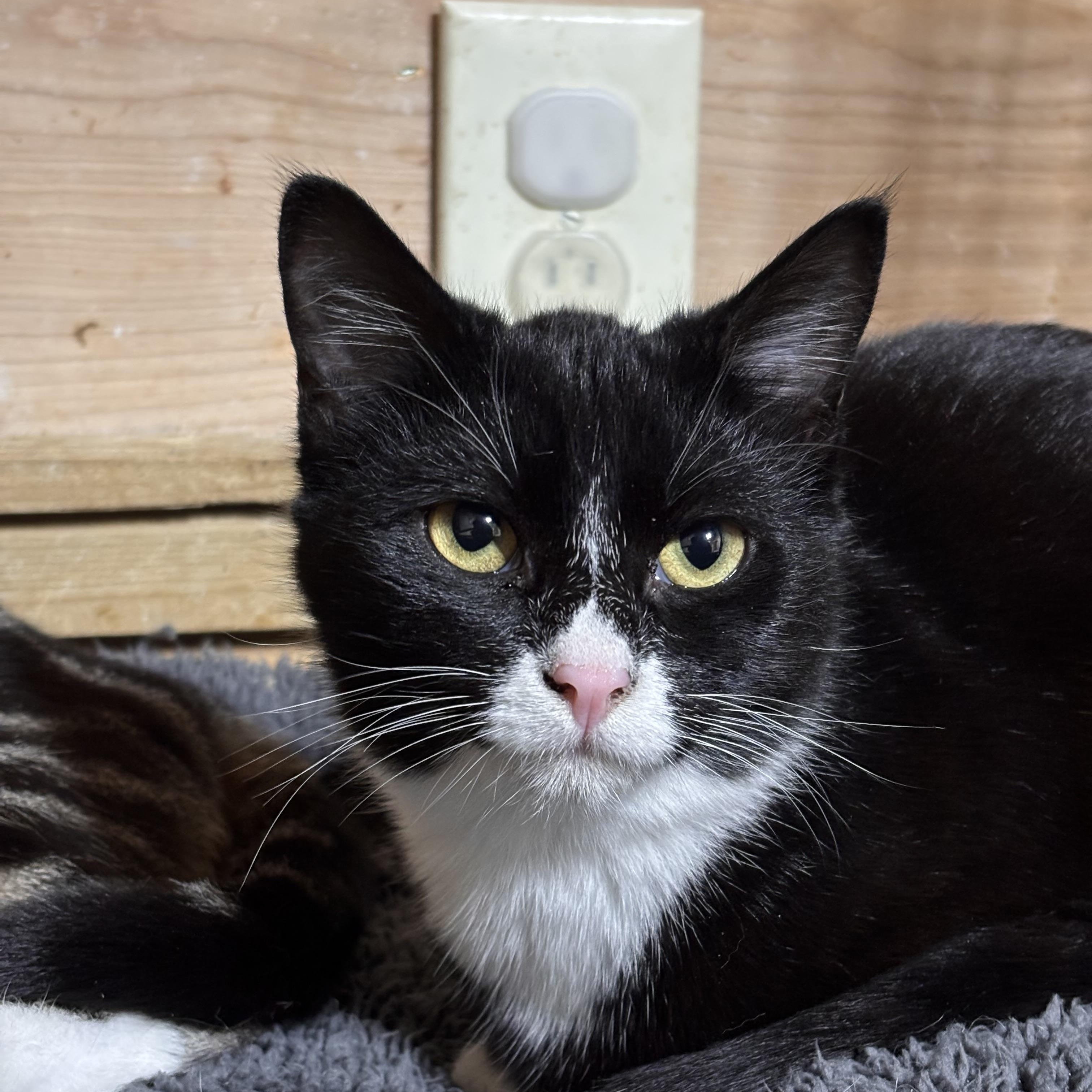 Enlarge Minerva, a ADOPTABLE American Shorthair in Eatonville, WA image 1/1