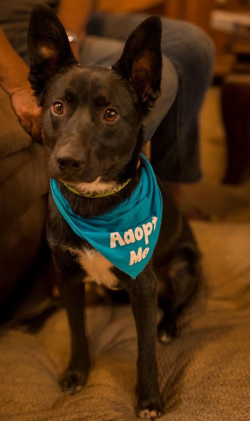 Enlarge Bowie, a Adoptable Terrier in Blairsville, GA image 1/2