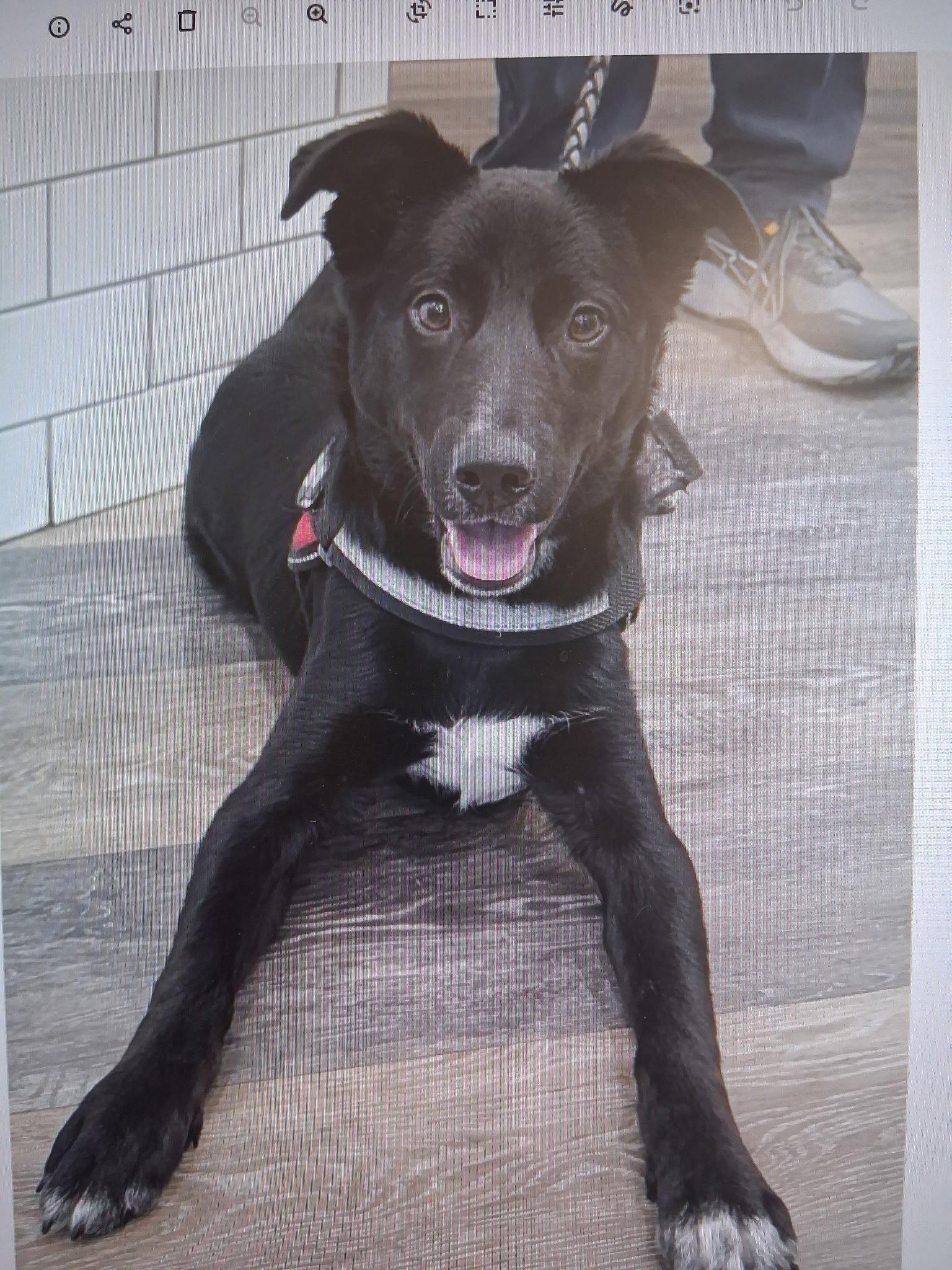 Bowie, Adoptable, Young Male Terrier.