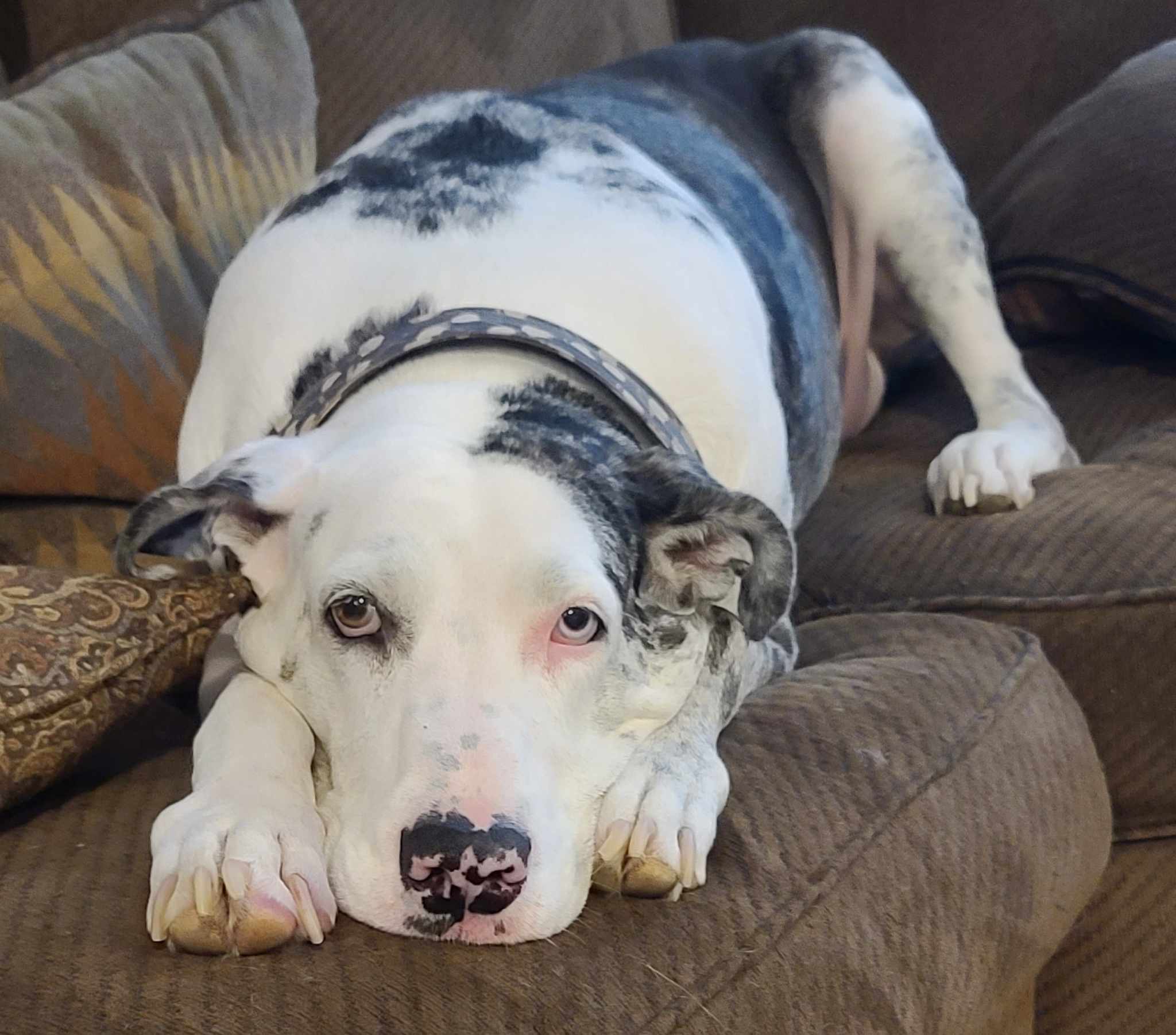 Enlarge Dakota, a Adoptable Great Dane in Shreveport, LA image 1/3