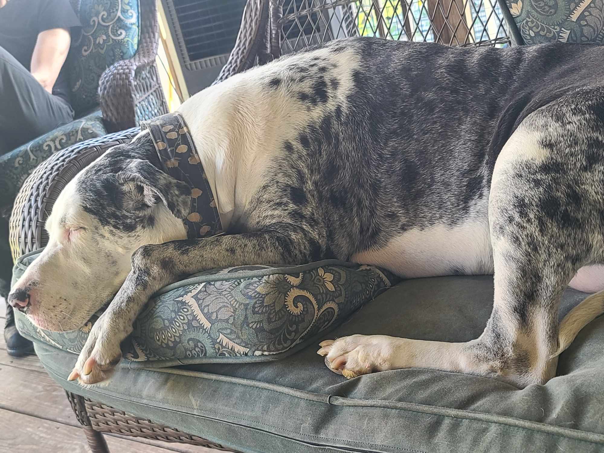 Enlarge Dakota, a Adoptable Great Dane in Shreveport, LA image 2/3