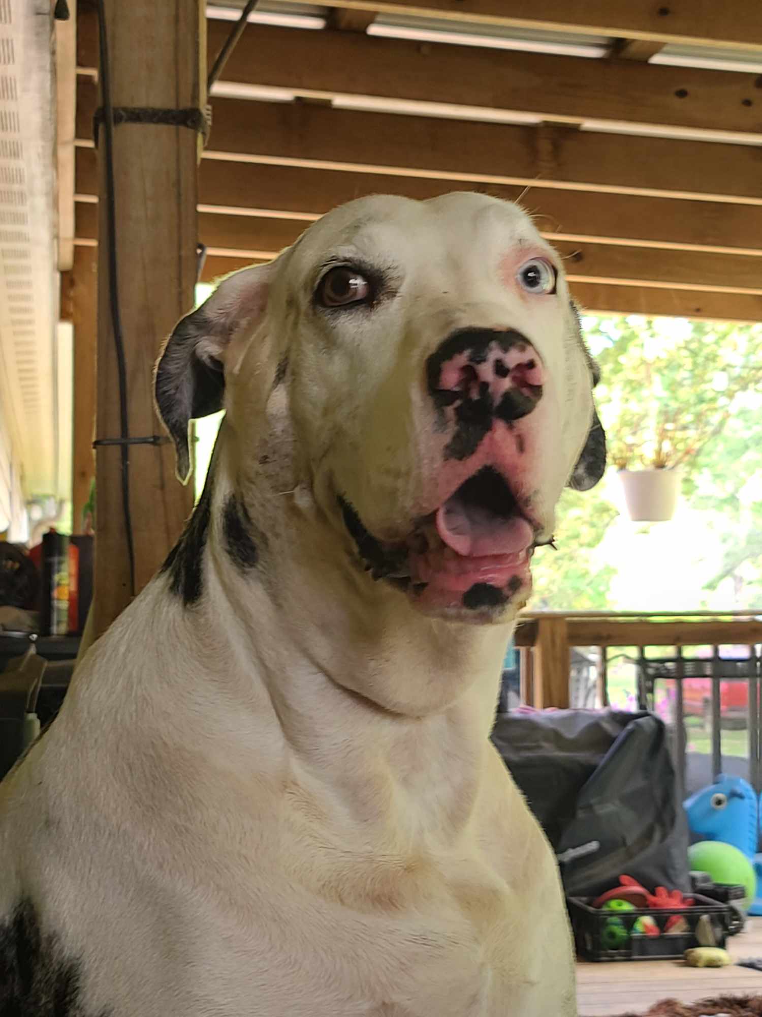 Enlarge Dakota, a Adoptable Great Dane in Shreveport, LA image 3/3