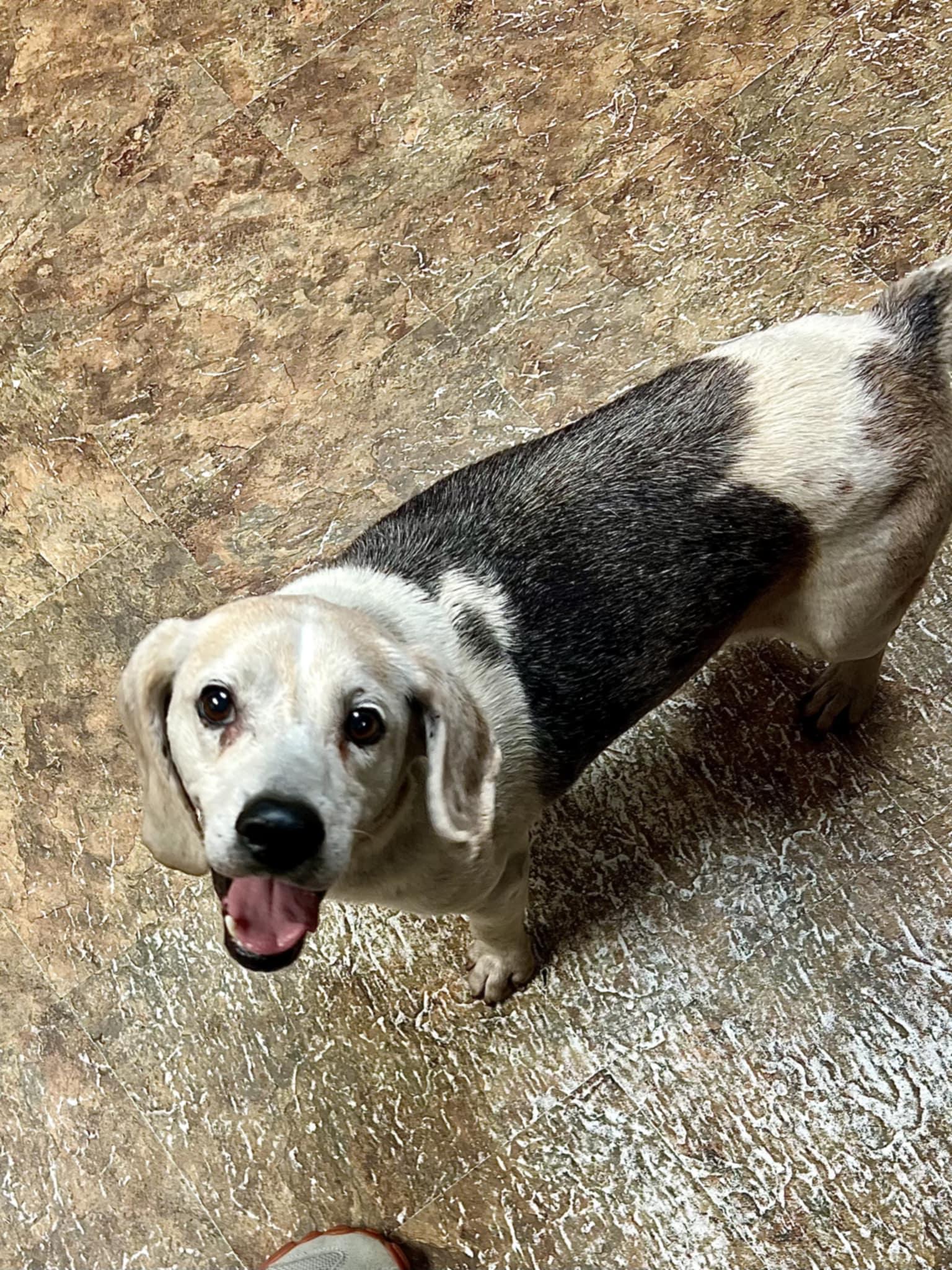 Timber, Adopted, Senior Male Beagle.