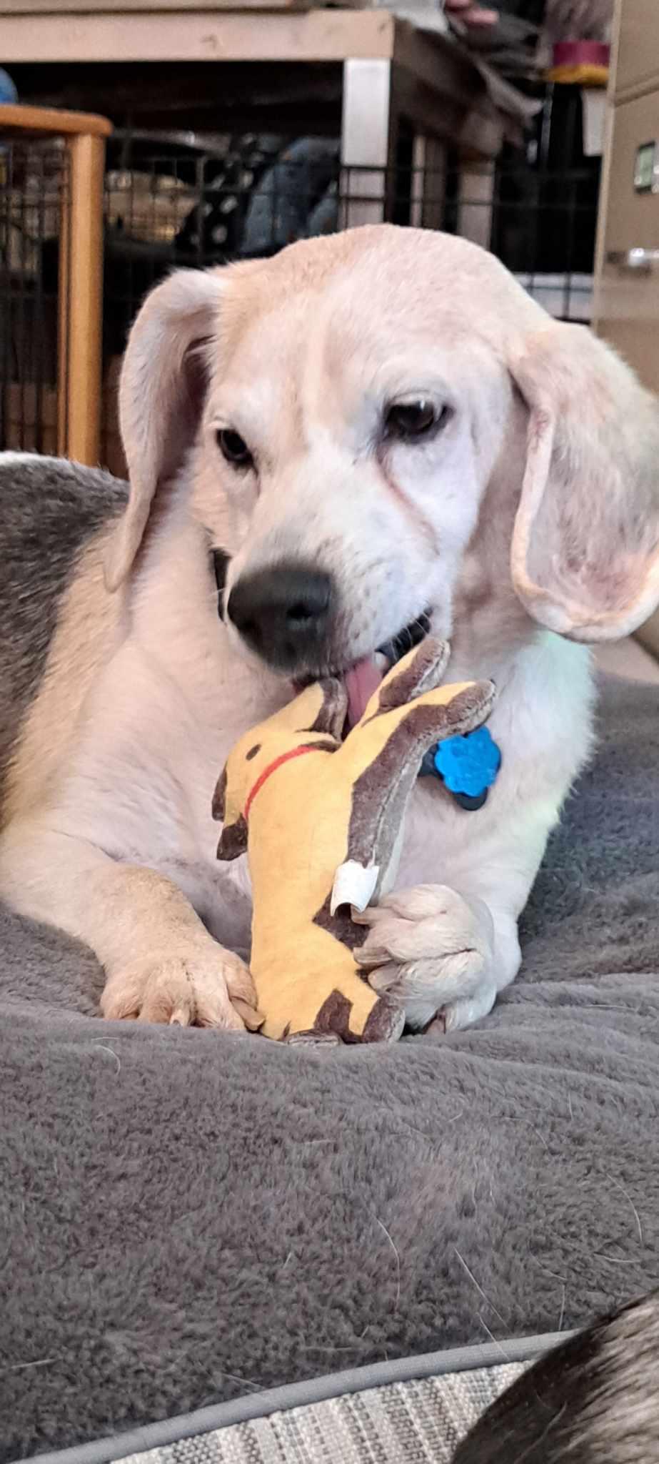 Enlarge Timber, a Adopted Beagle in Las Vegas, NV image 2/3