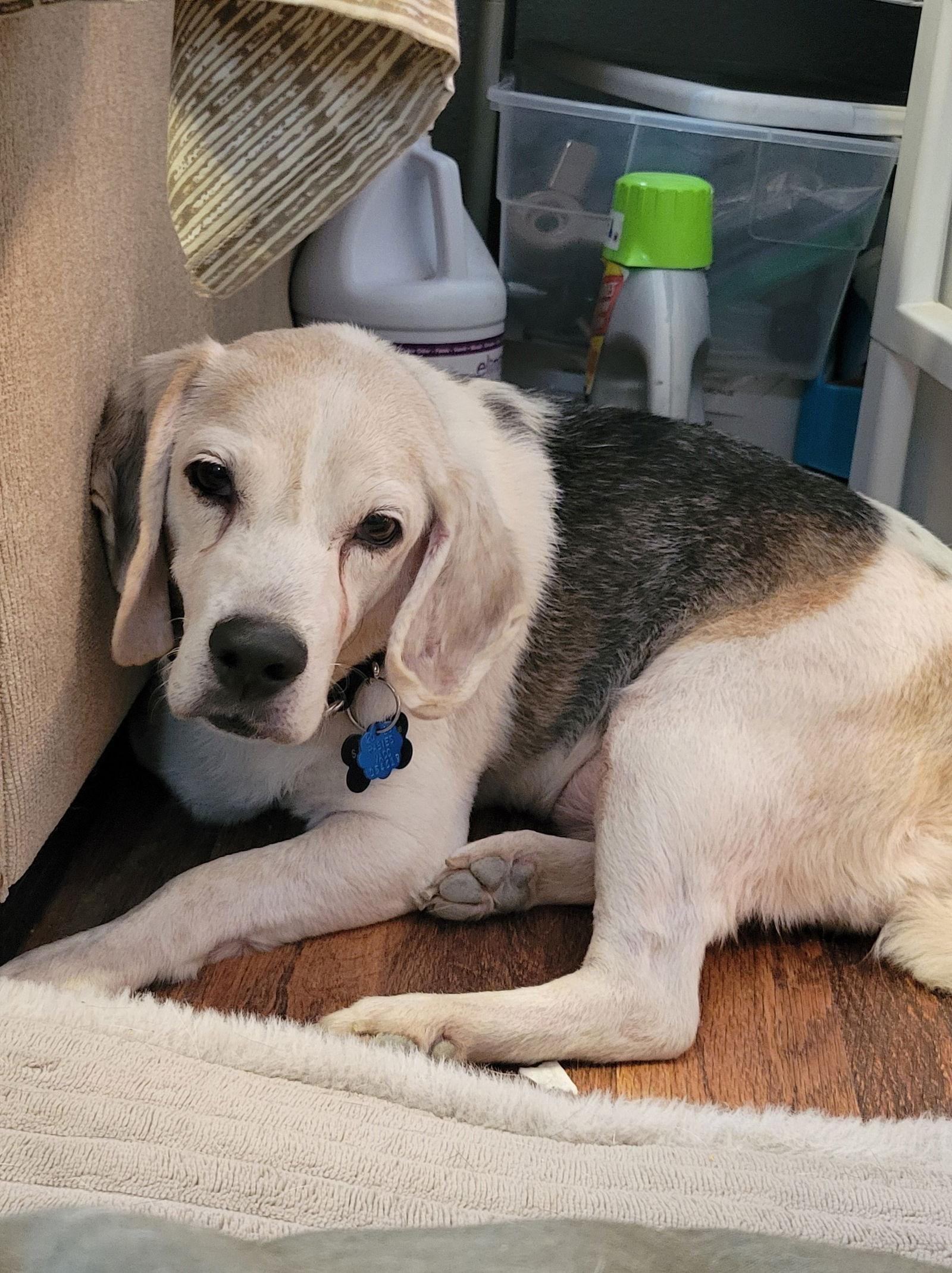 Enlarge Timber, a Adopted Beagle in Las Vegas, NV image 3/3