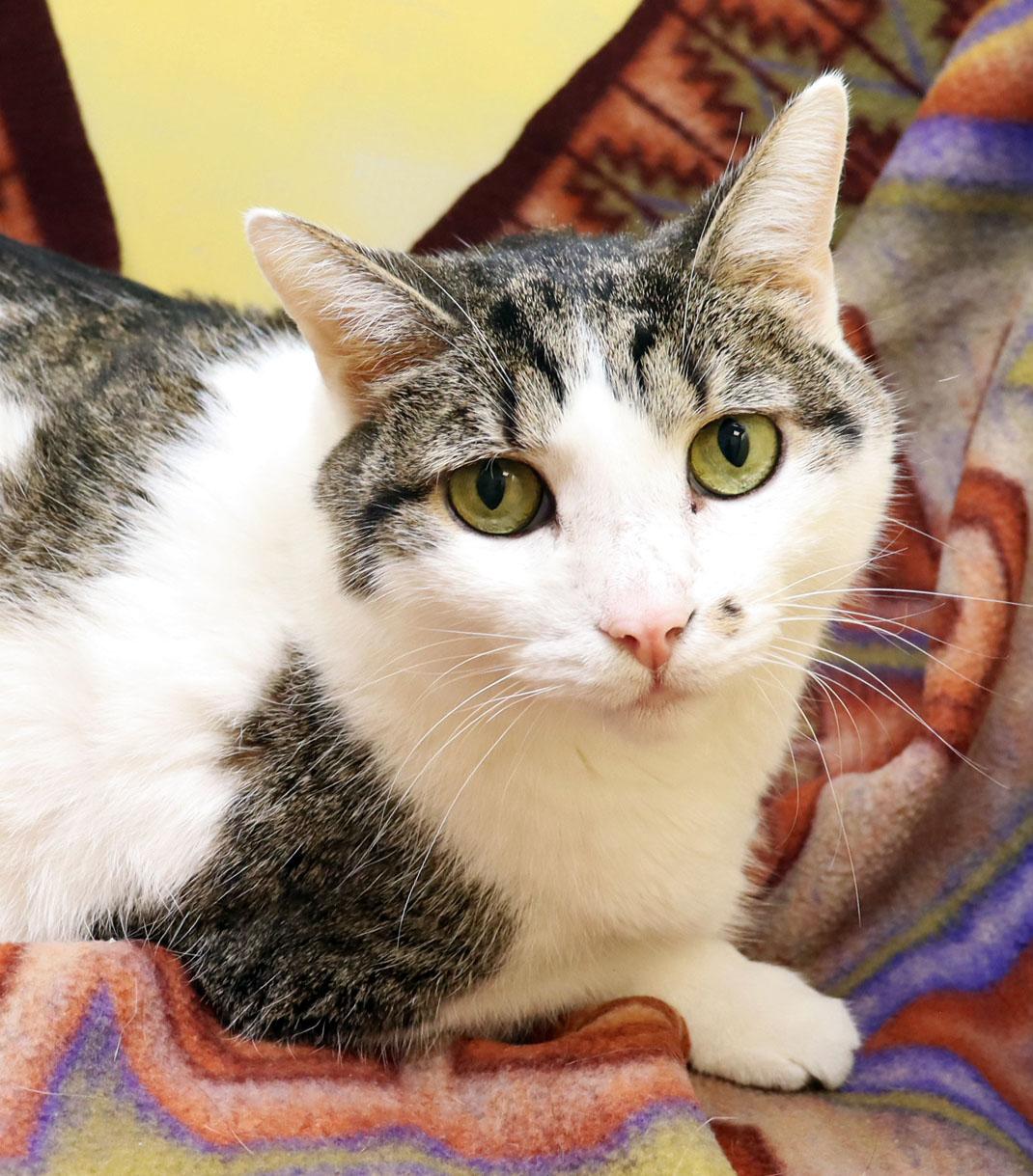 Max, ADOPTABLE, Senior Male Domestic Short Hair.
