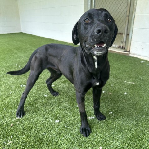 Jimmy, an adoptable Mixed Breed in Shorter, AL, 36075 | Photo Image 1