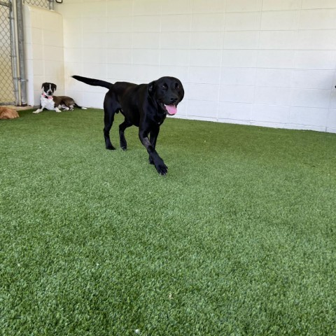 Jimmy, an adoptable Mixed Breed in Shorter, AL, 36075 | Photo Image 3