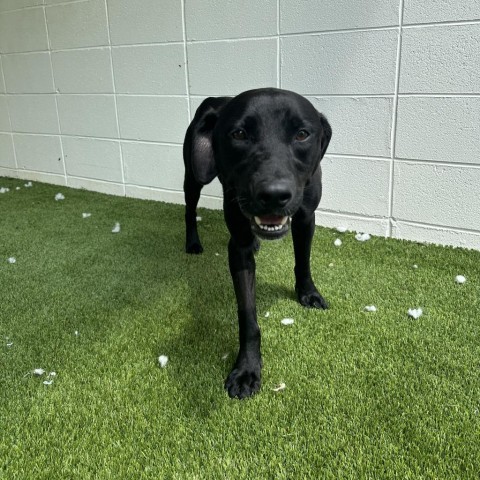 Jimmy, an adoptable Mixed Breed in Shorter, AL, 36075 | Photo Image 5