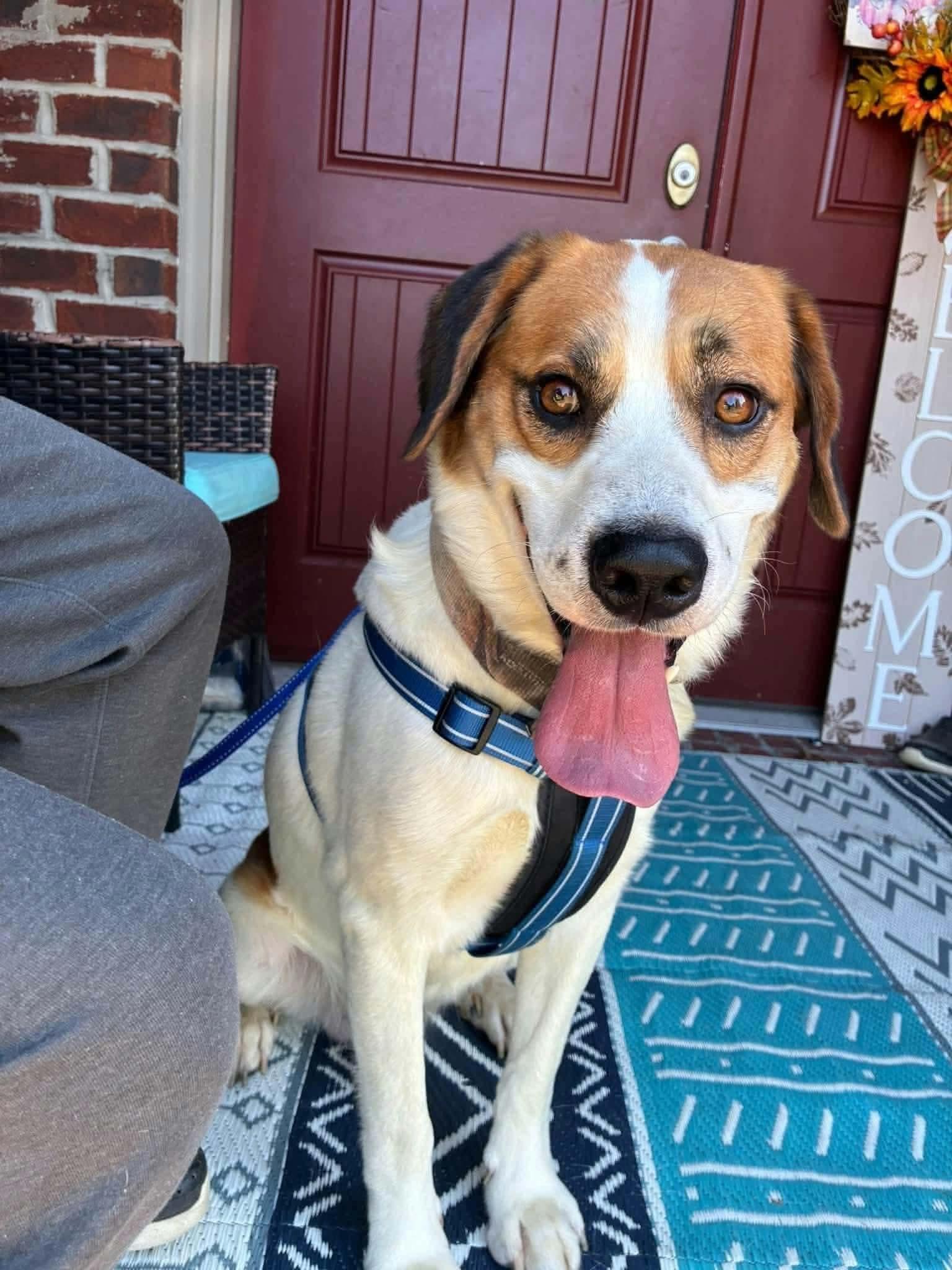 Enlarge Mayo, a Adoptable Hound in Westwood, NJ image 3/3