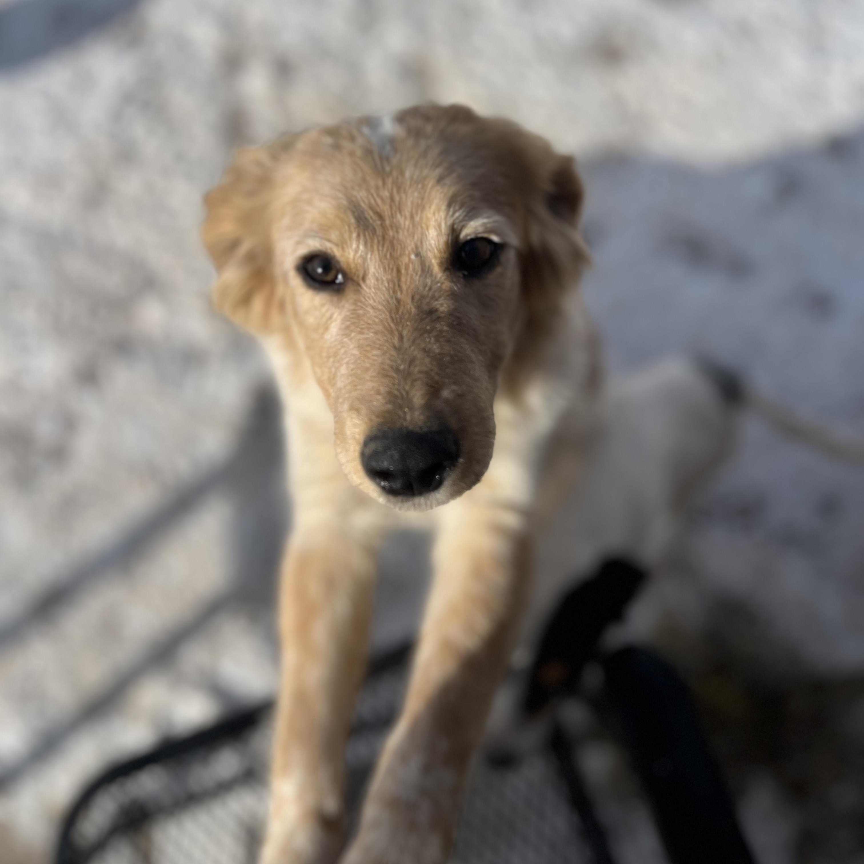 Enlarge Schroeder, a ADOPTABLE mixed breed in Fort Collins, CO image 5/6