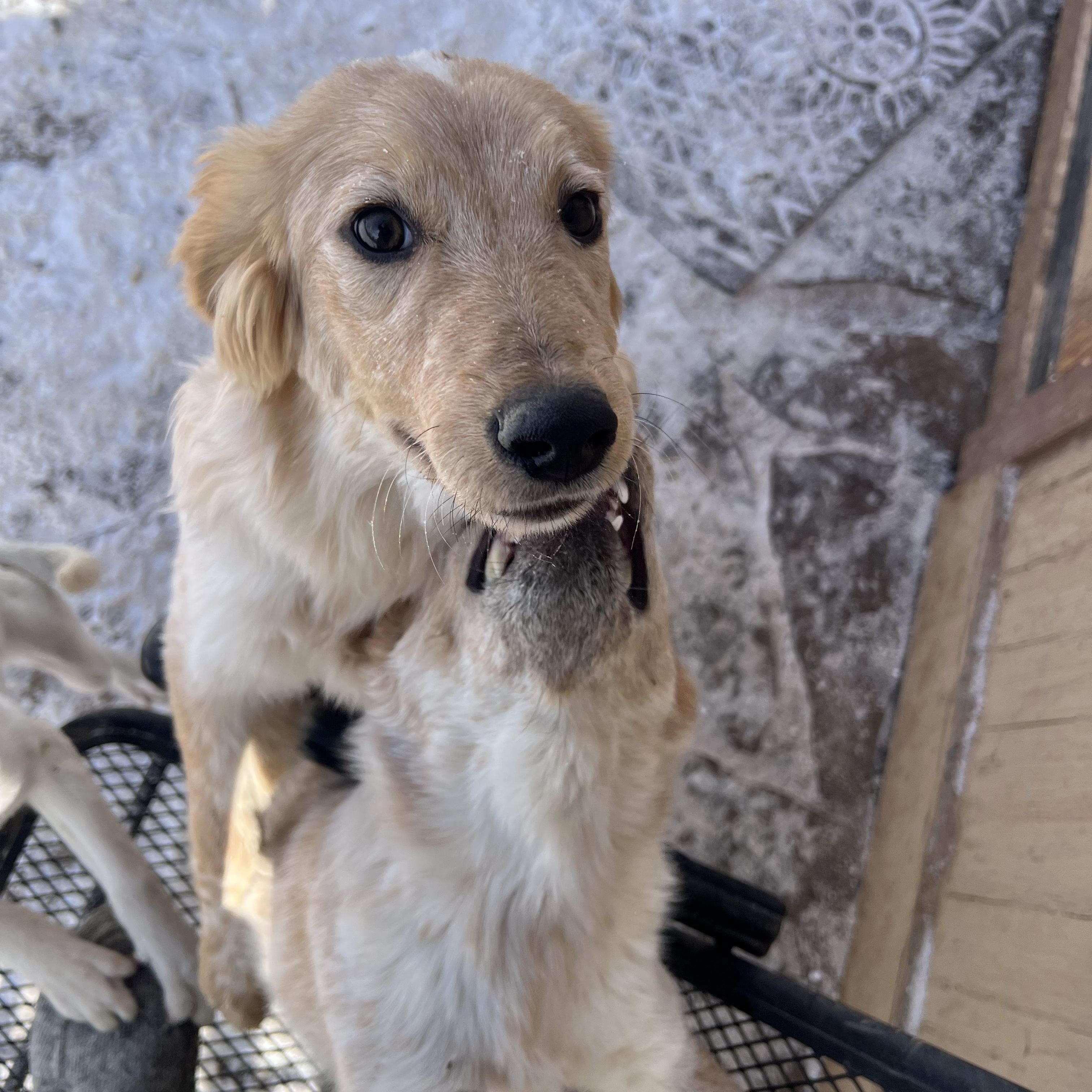 Enlarge Schroeder, a ADOPTABLE mixed breed in Fort Collins, CO image 1/6